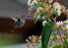 Humming Bird Image